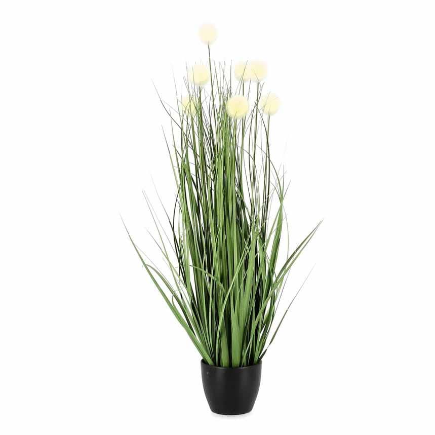 Pianta di Eriophorum bianco